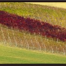 Tintoretto Variety